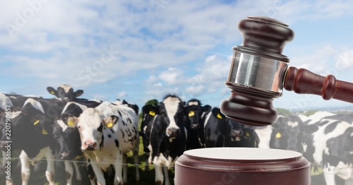 Gavel and cow farm animal auction