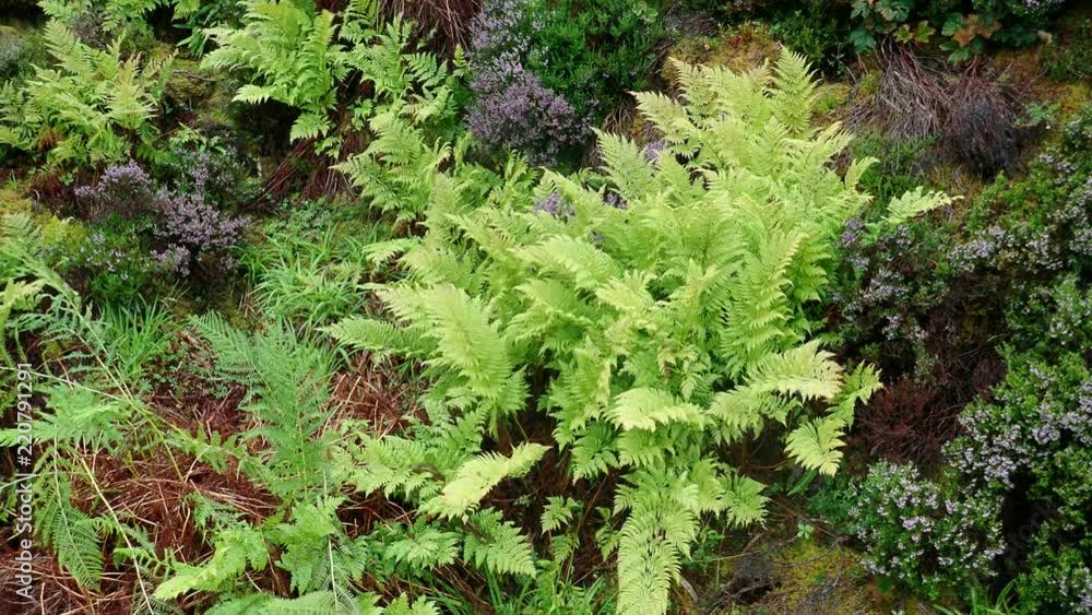 Nothern Beech Fern or Long Beechfern (Phegopteris connectilis) in rainy day, Averoy, Norway
Nothern Beech Fern or Long Beechfern (Phegopteris connectilis) in rainy day, Averoy, Norway