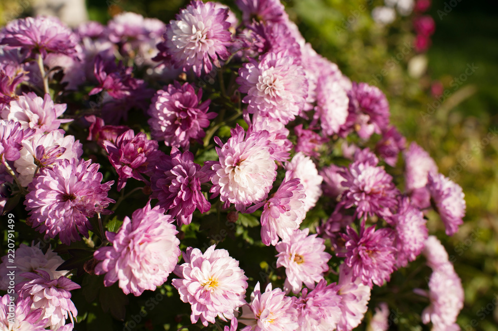 pink flowers in the garden pink flowers in the garden