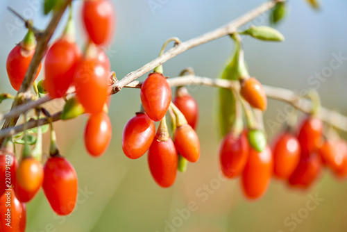 Goji berry - Twig filled with fresh goji berries