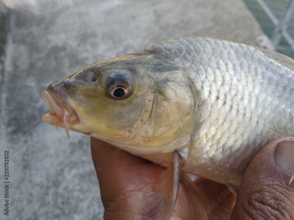 pesce carpa pesce carpa