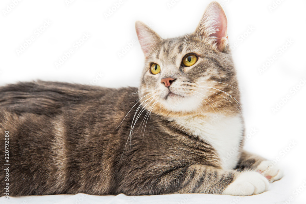 Gray striped cat lying on white background. Isolated on white 