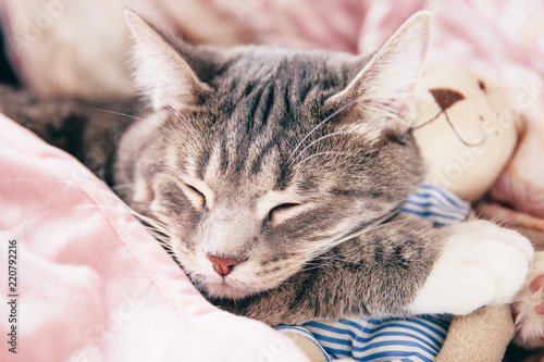 Gray striped cat sleeping on pink sofa