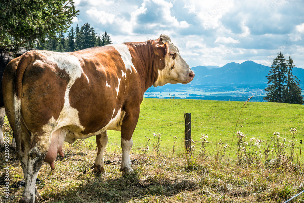 cow at the alps