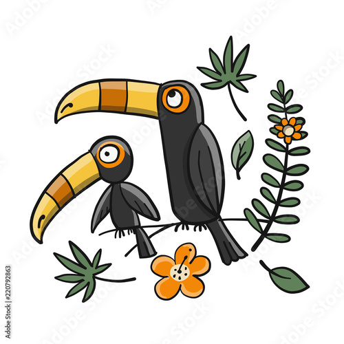 Toucans, paradise tropical bird for your design