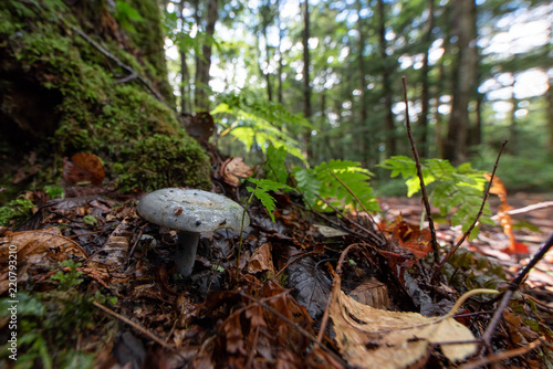 blue mushroom