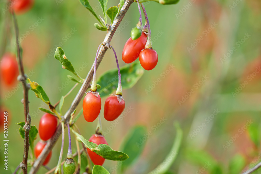 Goji berry - Twig filled with fresh goji berries Goji berry - Twig filled with fresh goji berries
