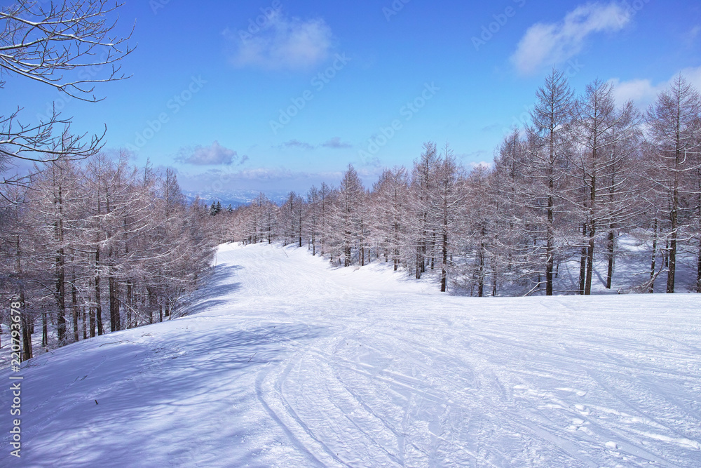 スキー場の林間コース
