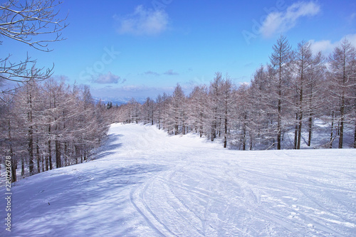 スキー場の林間コース 