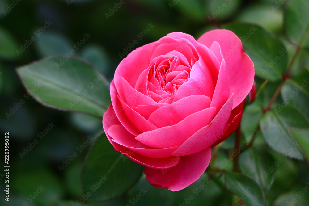 pink rose close-up on a green background pink rose close-up on a green background