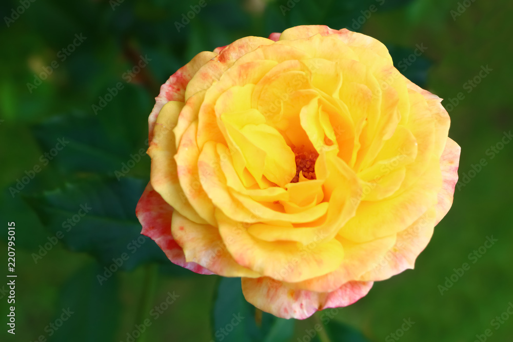 yellow rose close-up on a green background yellow rose close-up on a green background
