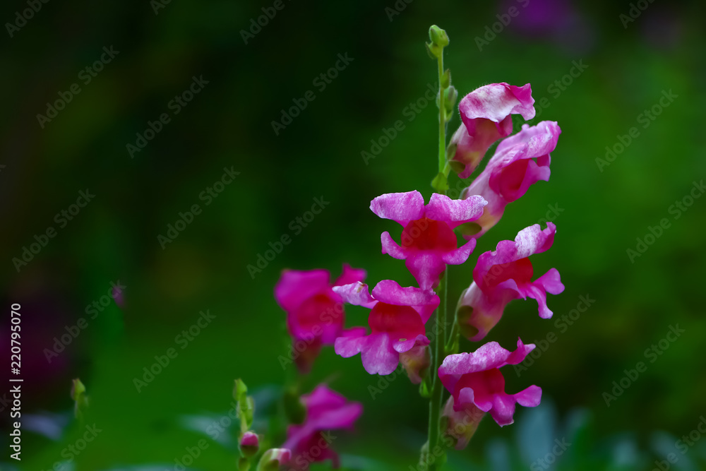 pink snapdragon, flower closeup on a green background pink snapdragon, flower closeup on a green background
