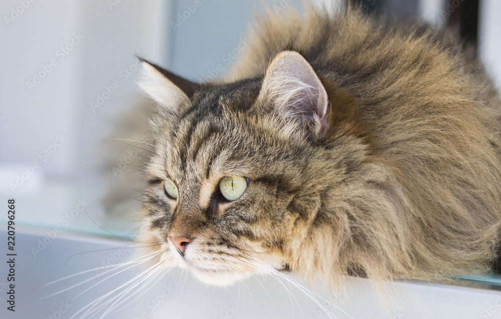 Beauty cat of livestock, siberian purebred. Adorable domestic pet with long hair looking outdoor