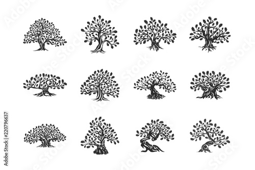 Huge and sacred oak tree plant silhouette logo isolated on white background set.