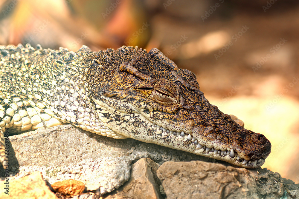 Cuban crocodile- portrait ((Crocodylus rhombifer) Cuban crocodile- portrait ((Crocodylus rhombifer)