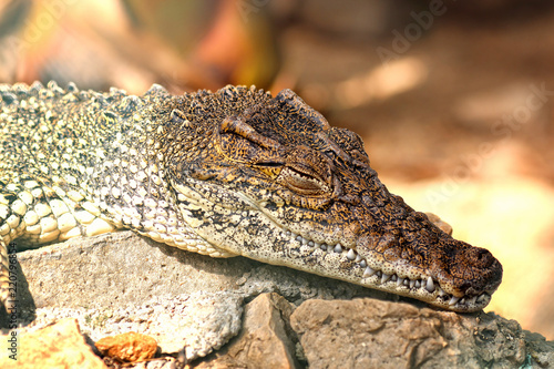 Cuban crocodile- portrait ((Crocodylus rhombifer)