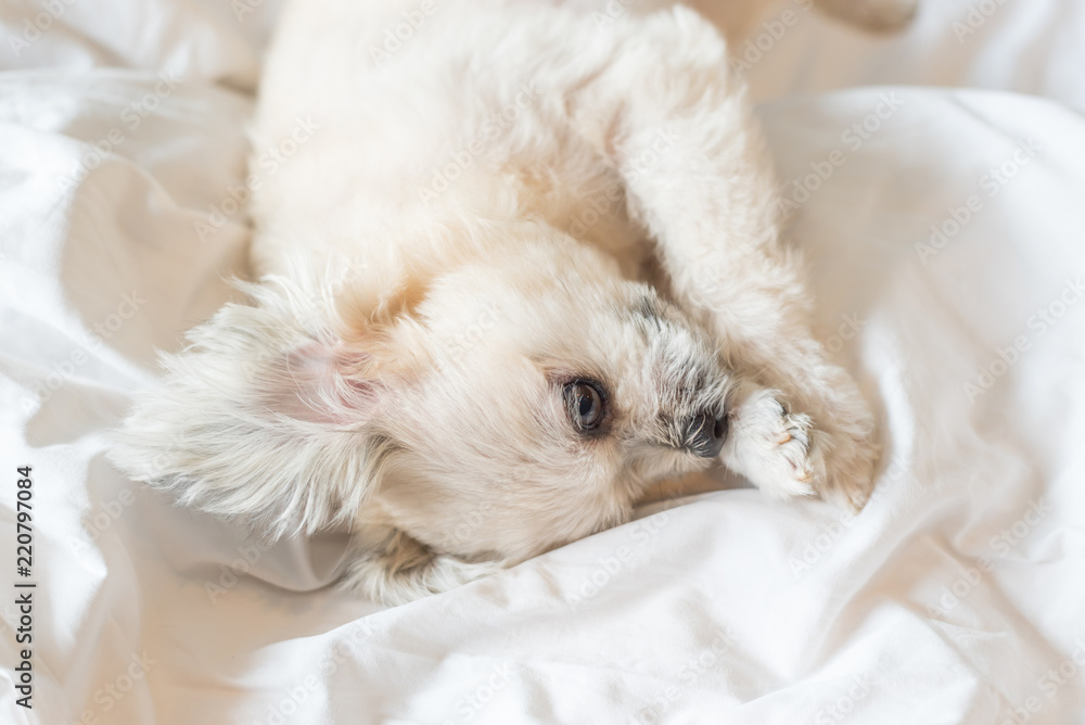 Dog sleep lies on bed in bedroom at home or hotel Dog sleep lies on bed in bedroom at home or hotel