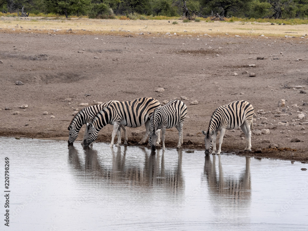 Obraz premium Herd of Plains Zebra, Equus quagga, at waterhole, Namibia