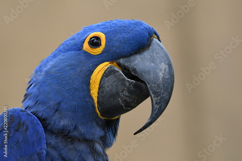 A blue macaw