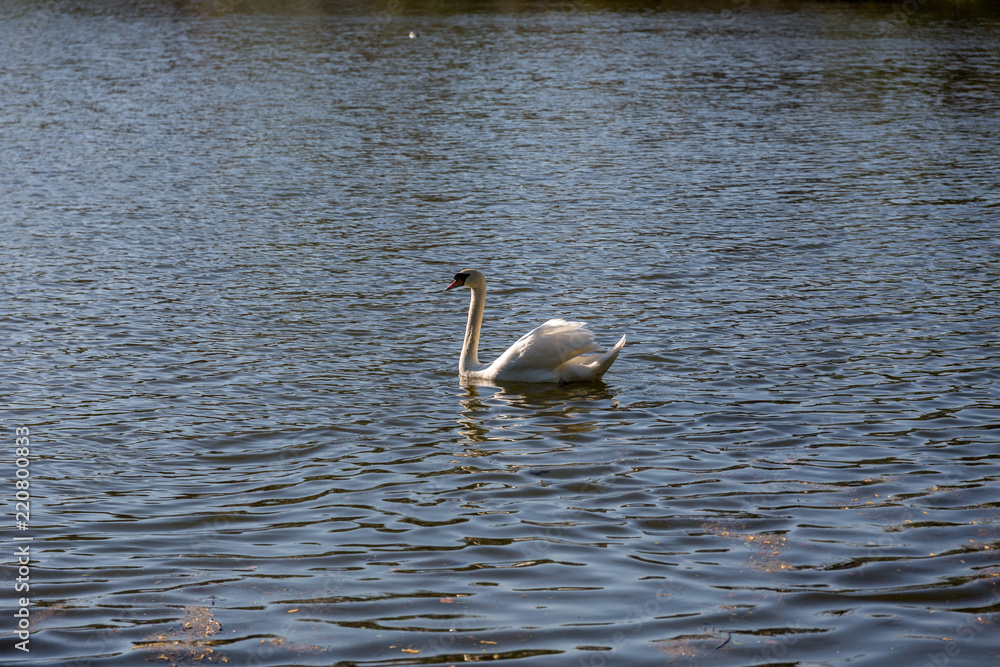 Fototapeta premium Swan in lake