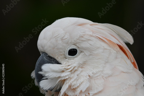 A white cockatoo