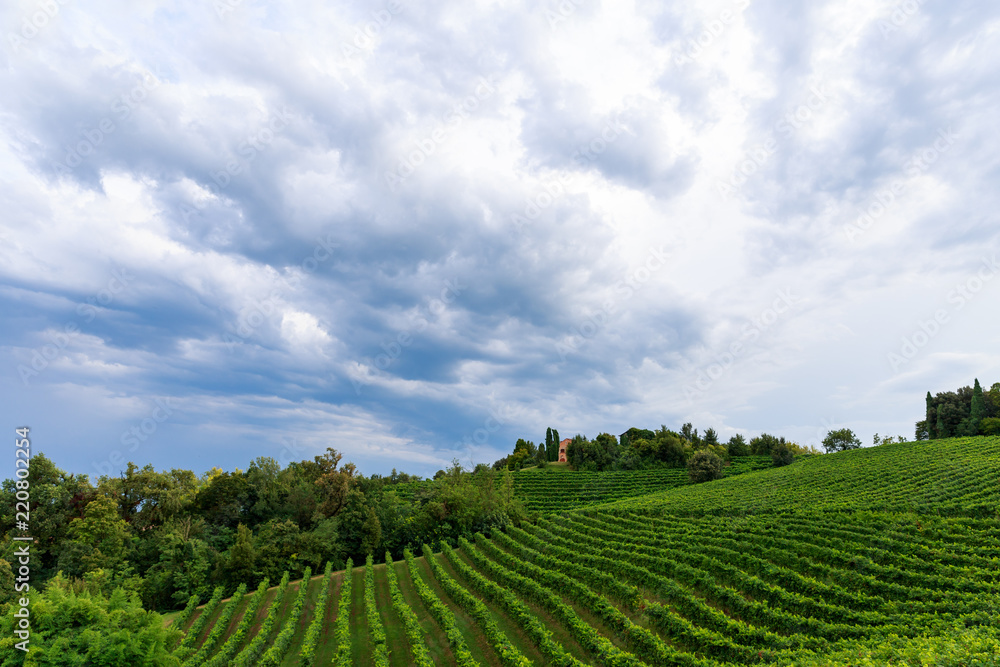 Grapes growing in vinyards near Conegliano