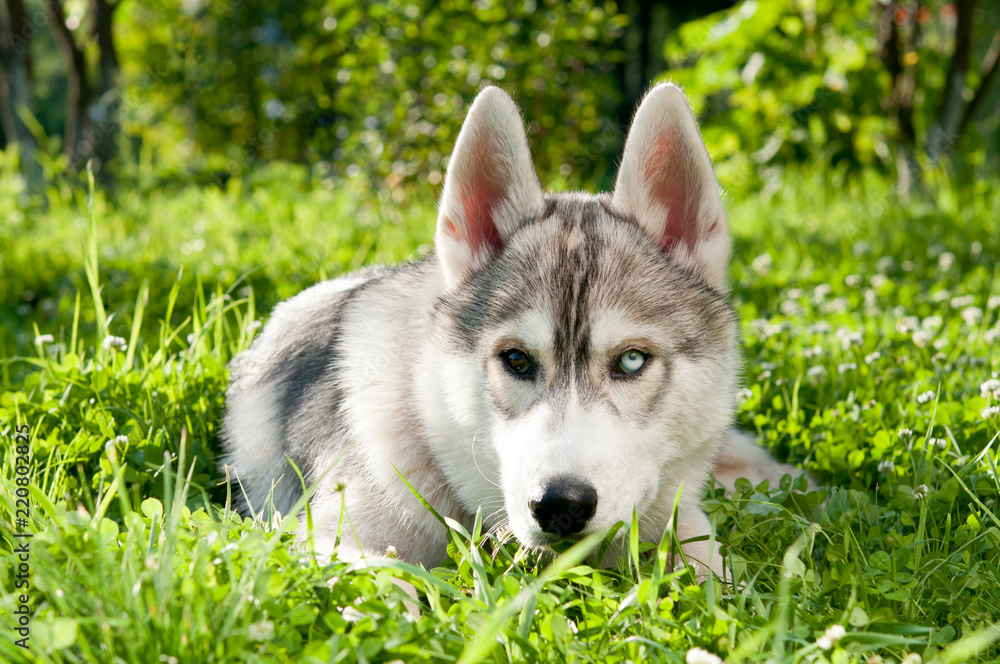Siberian husky lies on the grass in the summer. Different eyes.