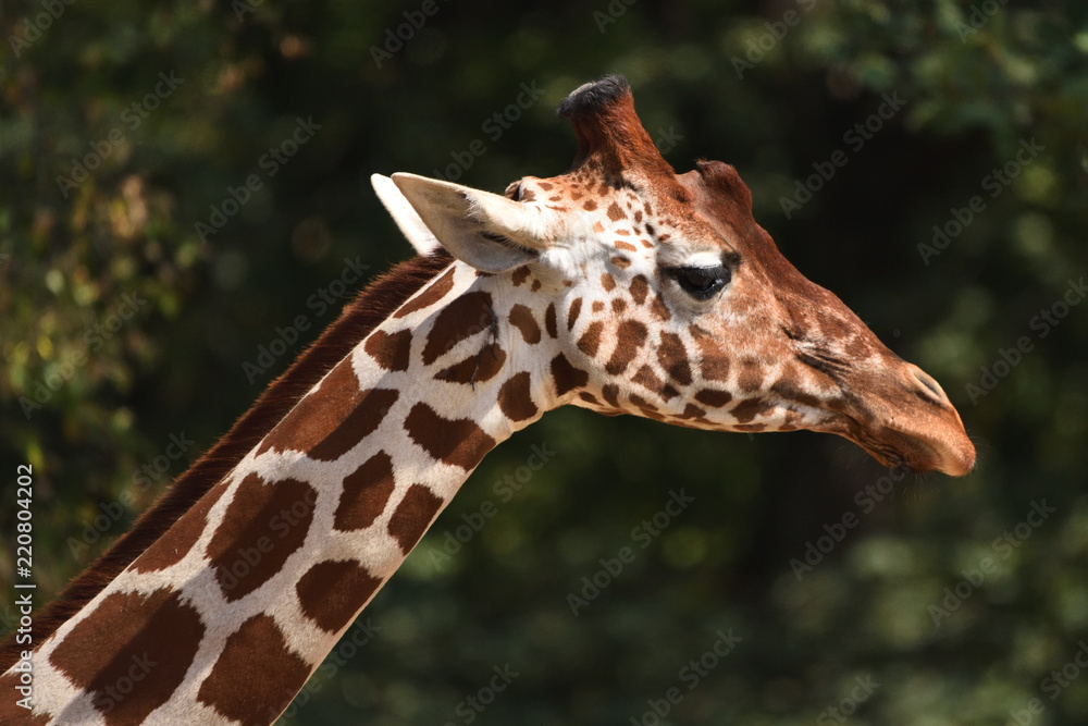 Reticulated giraffe (Giraffa camelopardalis reticulata) Reticulated giraffe (Giraffa camelopardalis reticulata)