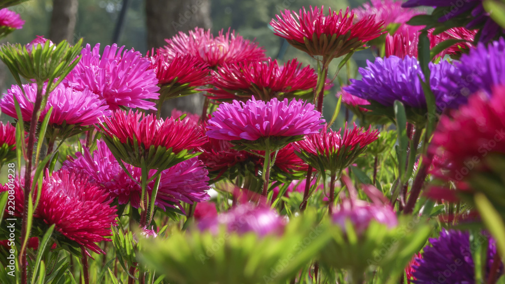 Obraz premium Red garden asters