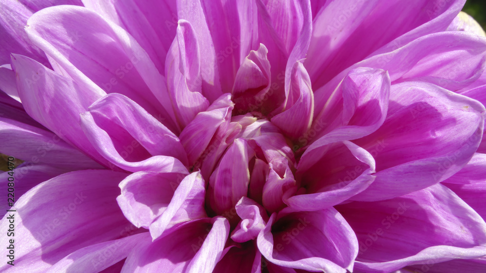 Pink garden dahlia
