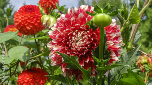 Fototapeta Naklejka Na Ścianę i Meble -  Red garden dahlia