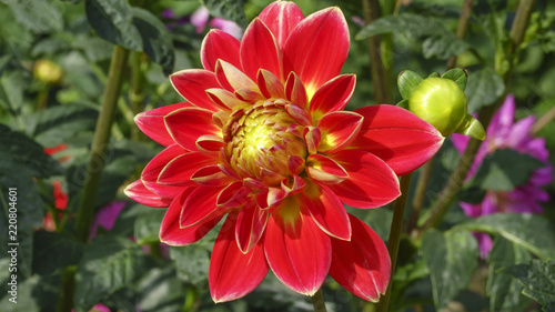 Fototapeta Naklejka Na Ścianę i Meble -  Red garden dahlia