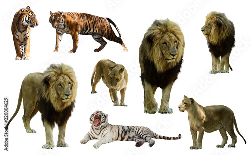 Set of  lions and tigres. Isolated on white