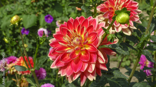 Fototapeta Naklejka Na Ścianę i Meble -  Red garden dahlia