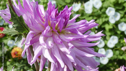 Fototapeta Naklejka Na Ścianę i Meble -  Pink garden dahlia