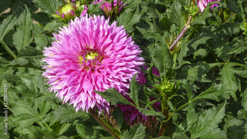 Fototapeta Naklejka Na Ścianę i Meble -  Pink garden dahlia