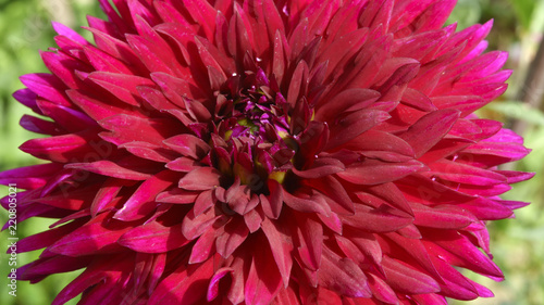Fototapeta Naklejka Na Ścianę i Meble -  Red garden dahlia