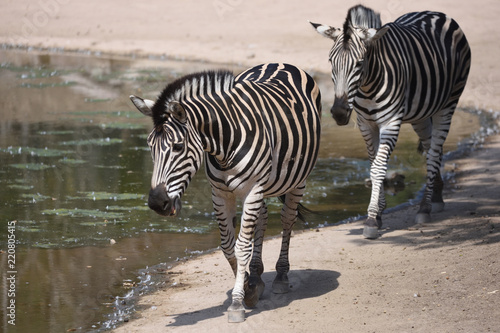 Chapman s zebra  Equus quagga chapmani 