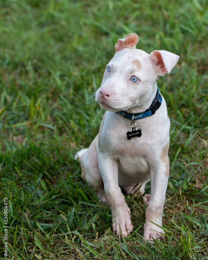 Adorable deaf albino  puppy sitting patiently