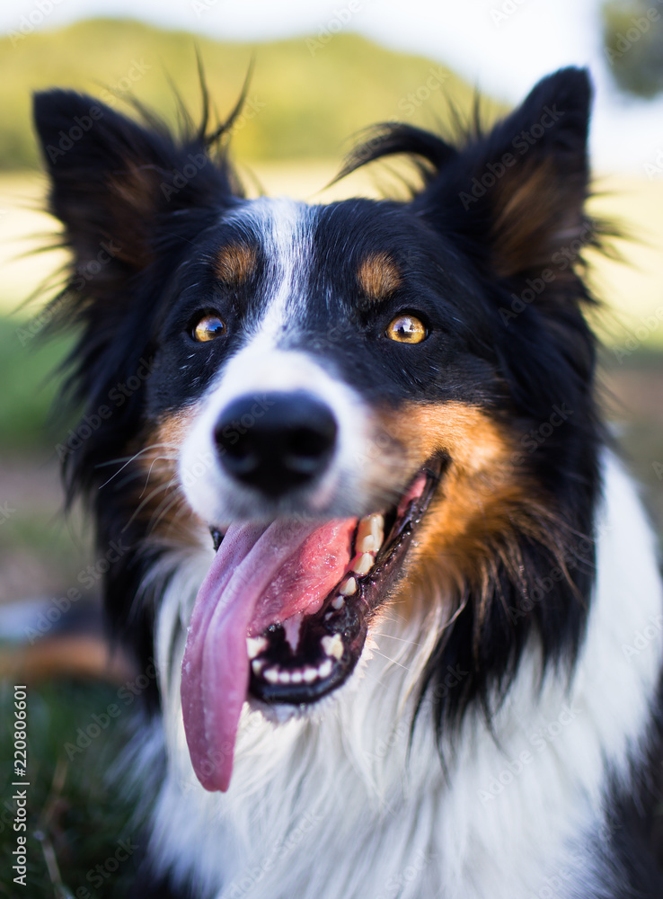 Portrait of tri colored border collie with big grin on his face