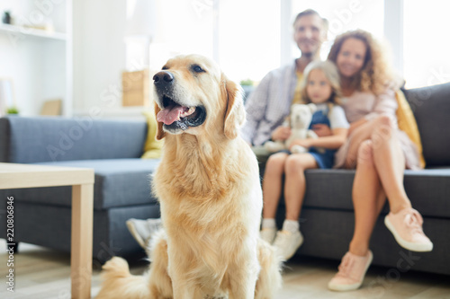 Cute fluffy labrador pet sitting in living-room with family of three on background