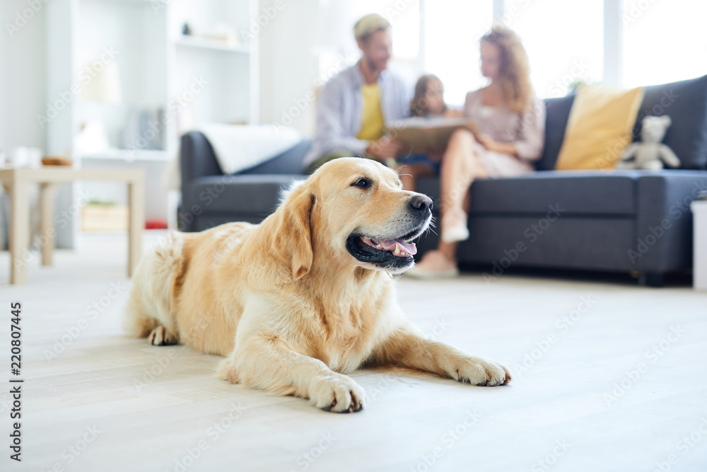 Restful home pet lying on the floor of living-room on background of family relaxing on sofa