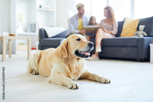 Foto Restful home pet lying on the floor of living-room on background of family relax