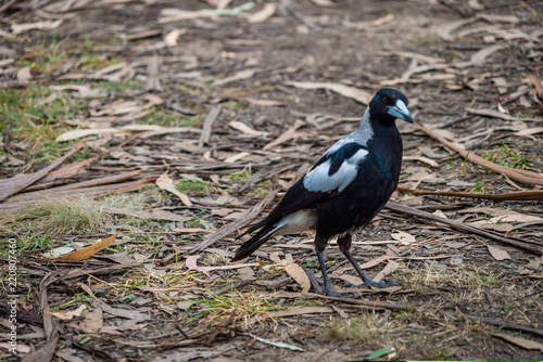 Australian Magpie Gymnorhina tibicen in the forest in Australia photo