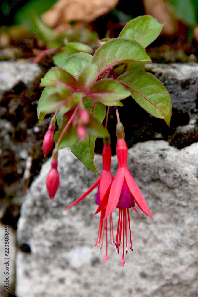 natural fuchsia flowers outdoors natural fuchsia flowers outdoors