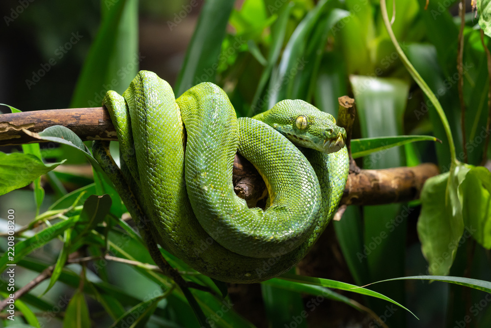 Obraz premium Green Tree Python, Morelia viridis