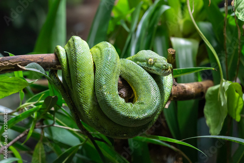 Green Tree Python, Morelia viridis