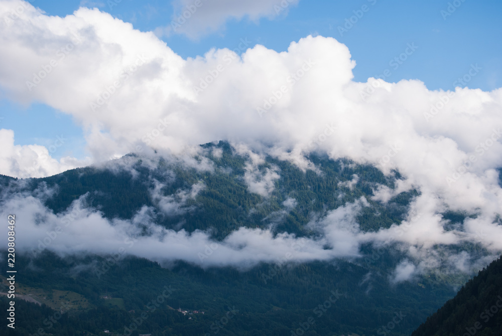 Low clouds above the pines of a forest