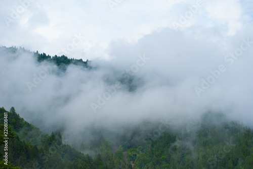Low clouds like the smok above the pines of a mountain