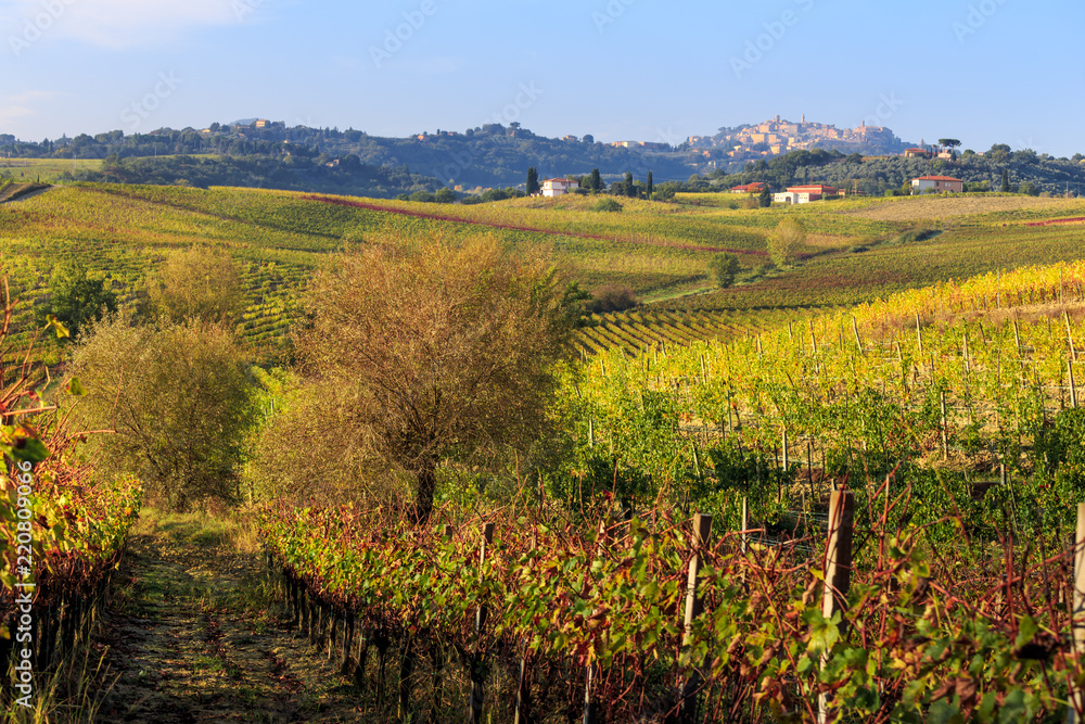 Fields and vineyards in Tuscany. Italy. Vineyards near the city of Montepulciano.